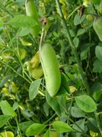 Crotalaria laburnifolia fr-t.JPG